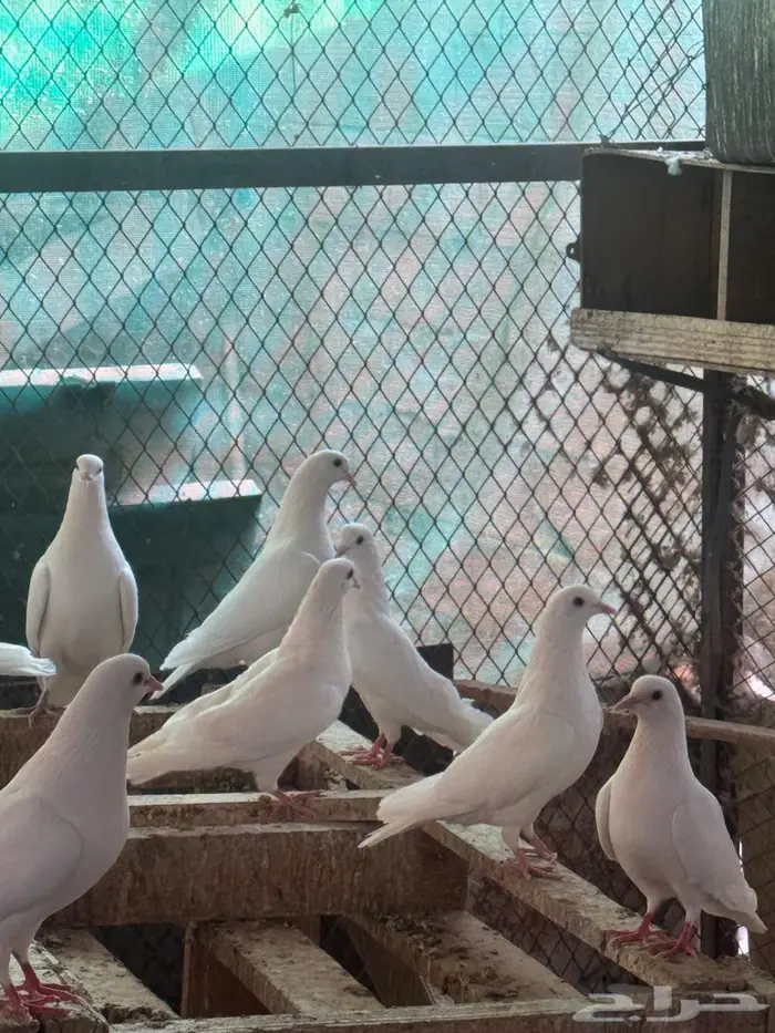 حمام فرنسي حجم جامبوا للبيع 1