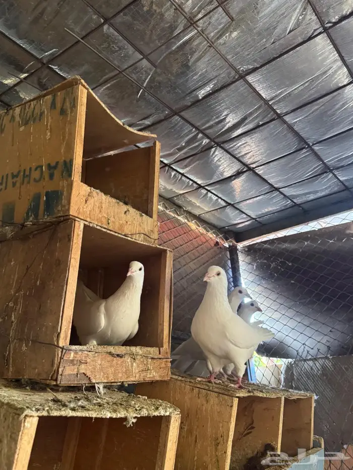 حمام فرنسي حجم جامبوا للبيع 4