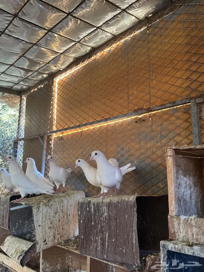 حمام فرنسي حجم جامبوا للبيع 7