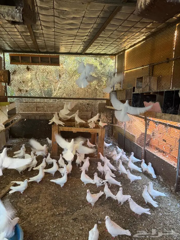 حمام فرنسي حجم جامبوا للبيع 8