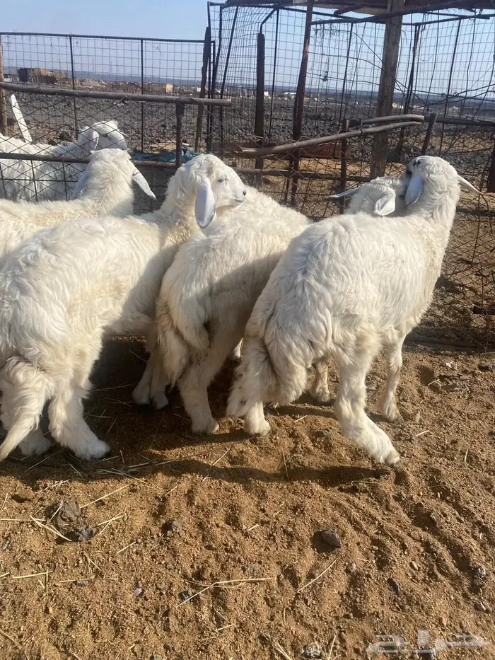 ذبائح طليان ورخال مع الذبح والتوصيل 0