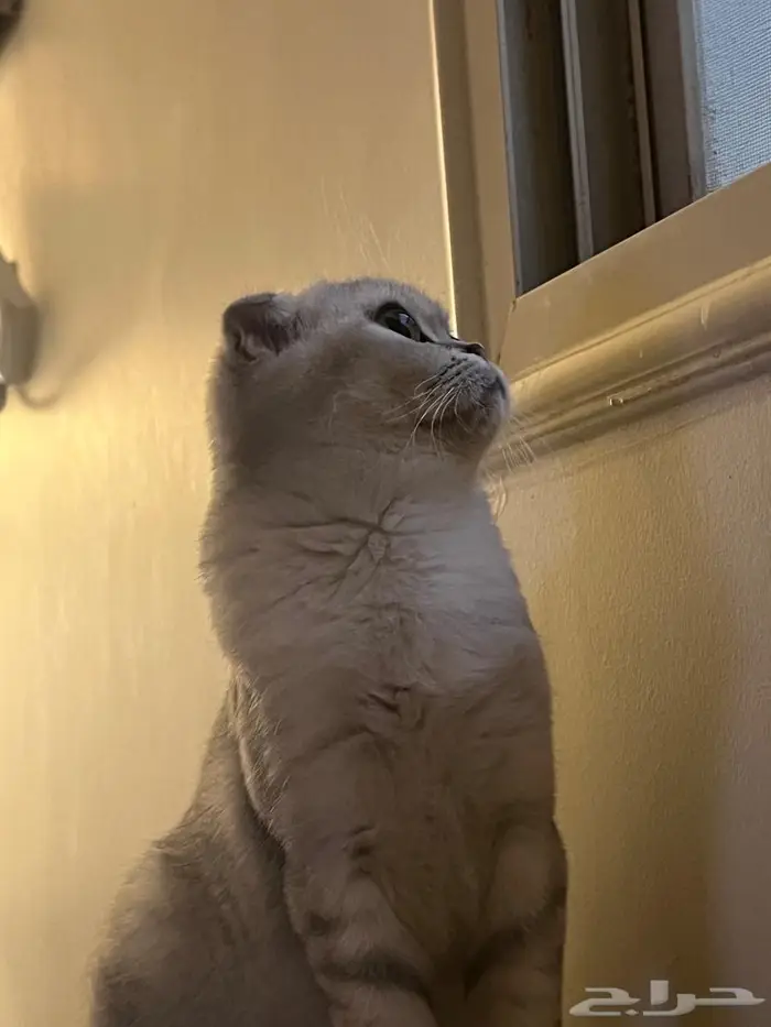 قطة سكوتش فولد أنثى للتبني 2