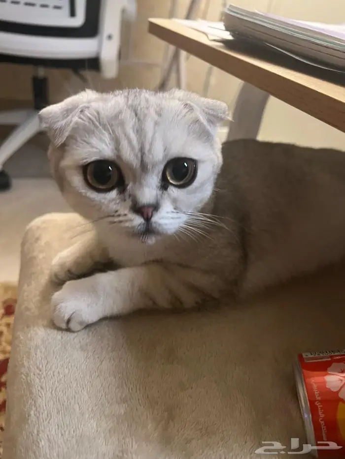 قطة سكوتش فولد أنثى للتبني 0