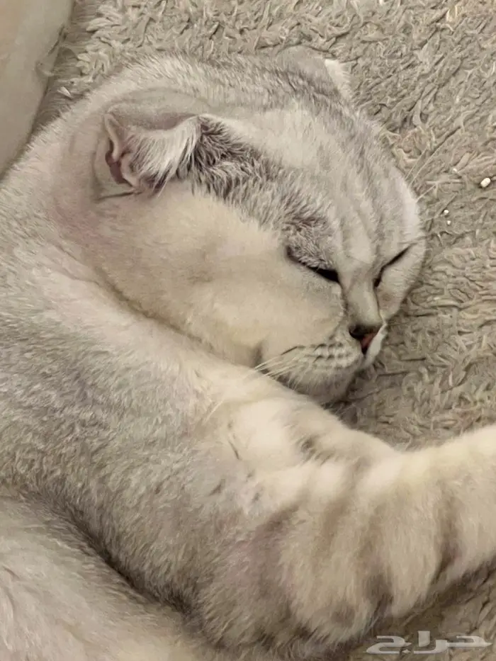 قطة سكوتش فولد أنثى للتبني 1