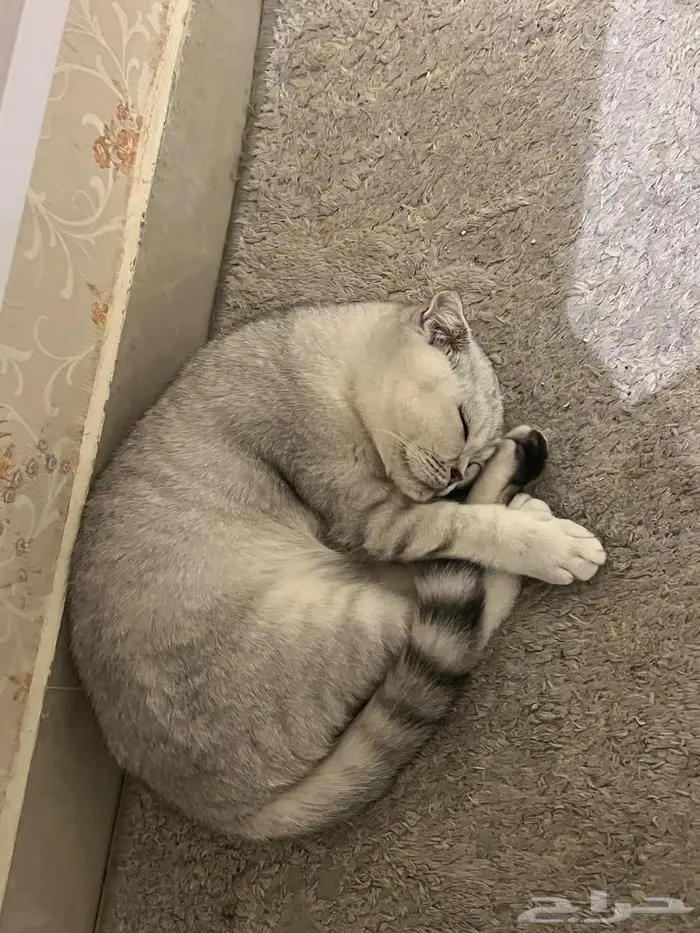 قطة سكوتش فولد أنثى للتبني 3