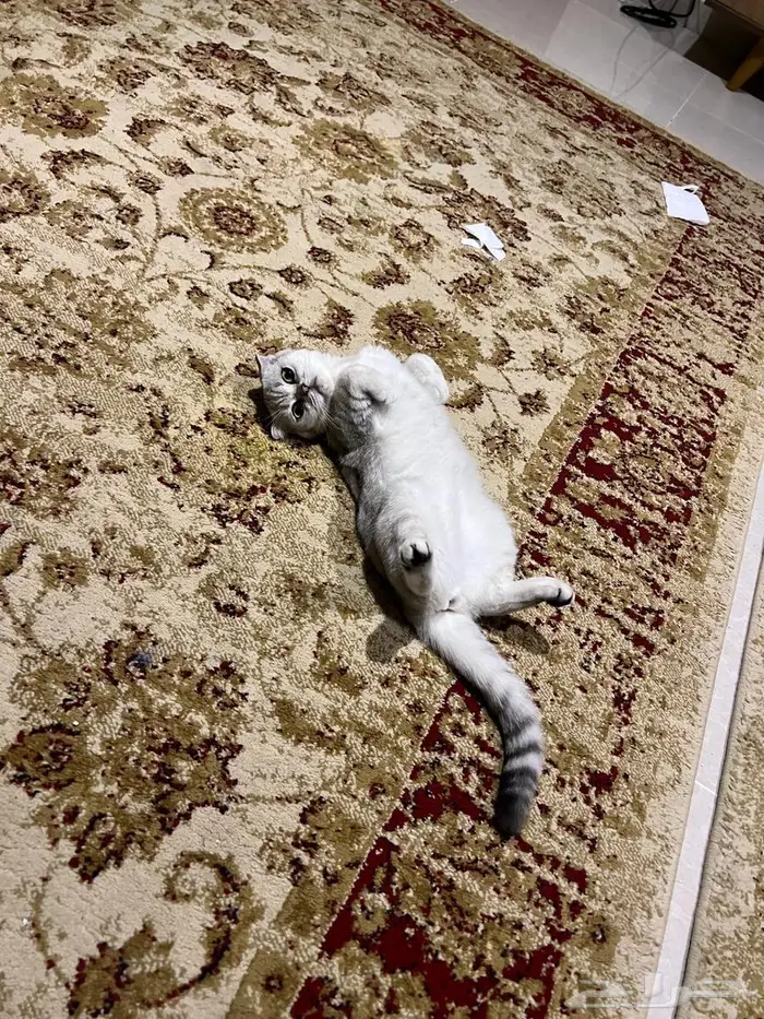 قطة سكوتش فولد أنثى للتبني 5