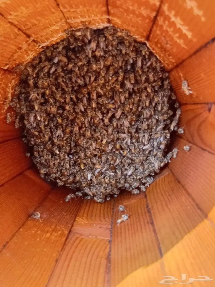 نحل بلدي للبيع 0