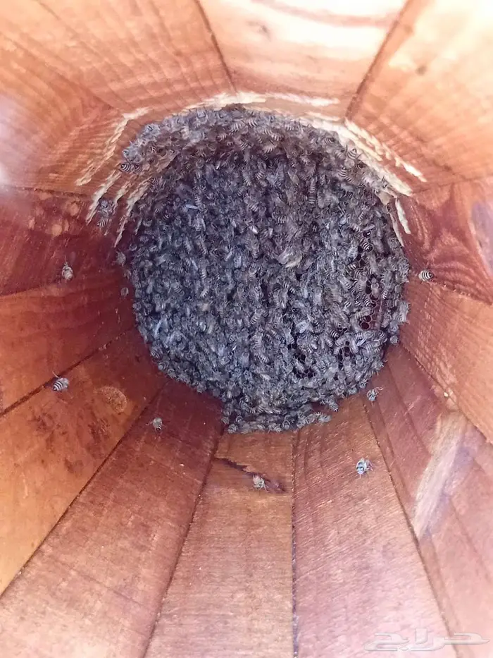 نحل بلدي للبيع 5