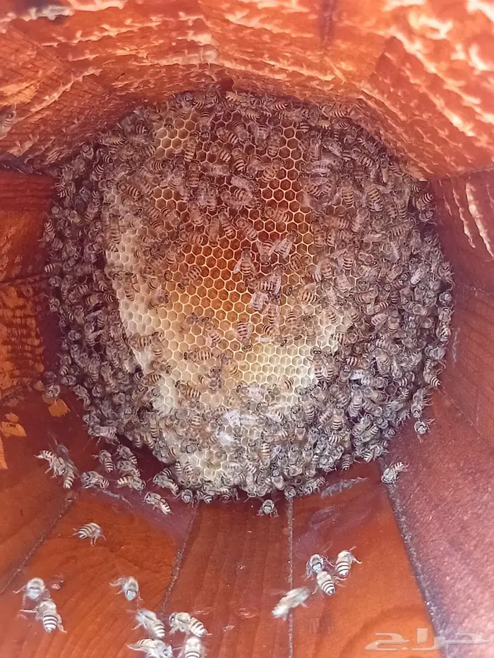 نحل بلدي للبيع 1