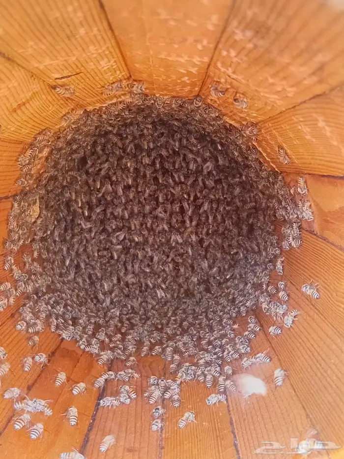 نحل بلدي للبيع 4