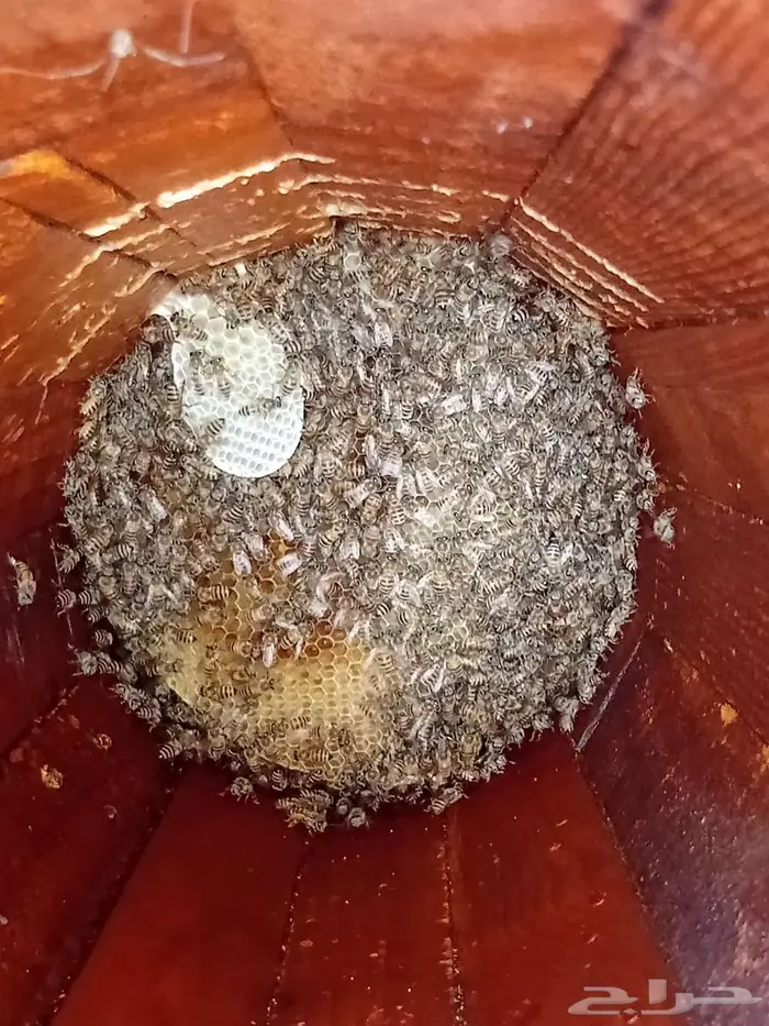 نحل بلدي للبيع 7