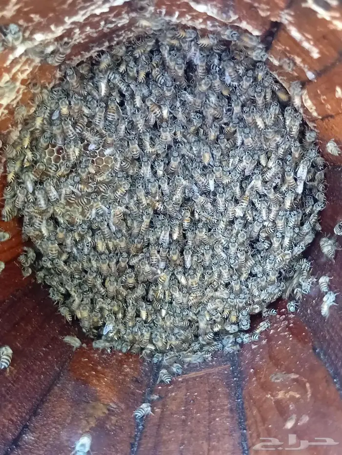 نحل بلدي للبيع 8