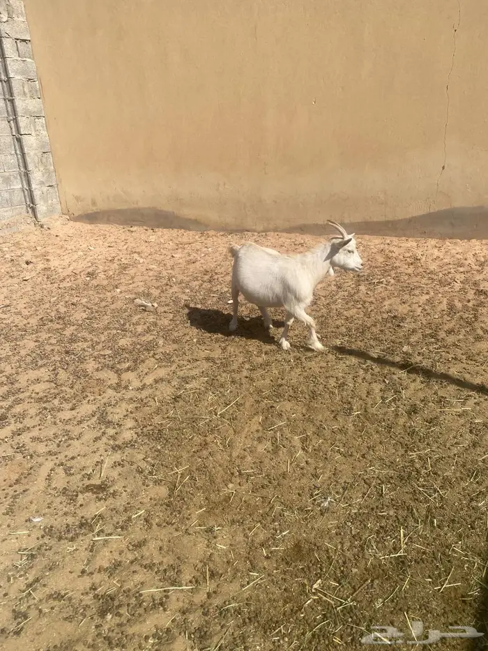 عنز قزمي مضرع 2