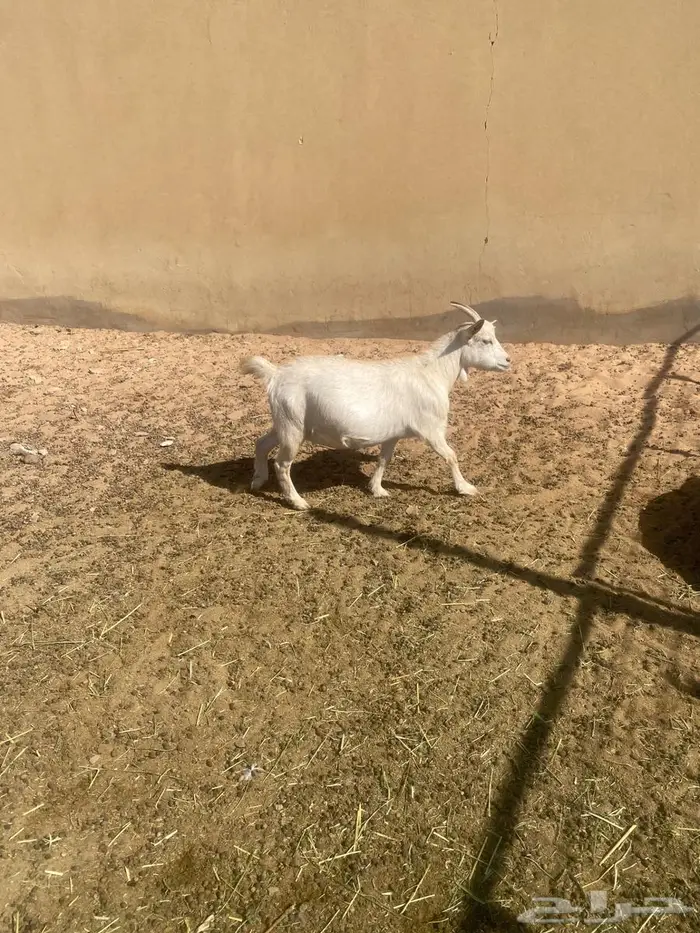 عنز قزمي مضرع 0