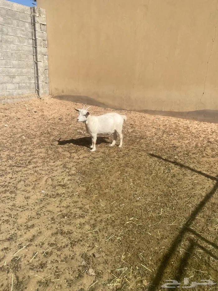 عنز قزمي مضرع 1