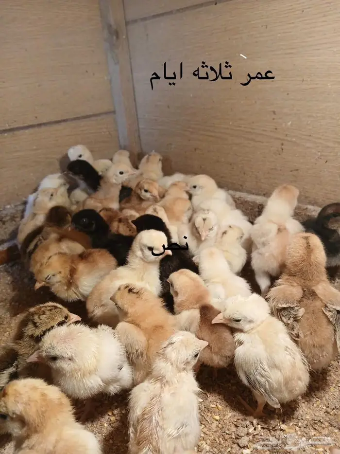 صيصان و فروخ دجاج فرنسي للبيع 0