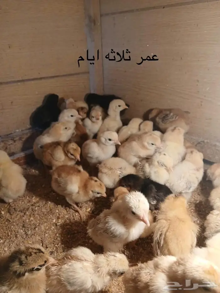 صيصان و فروخ دجاج فرنسي للبيع 4