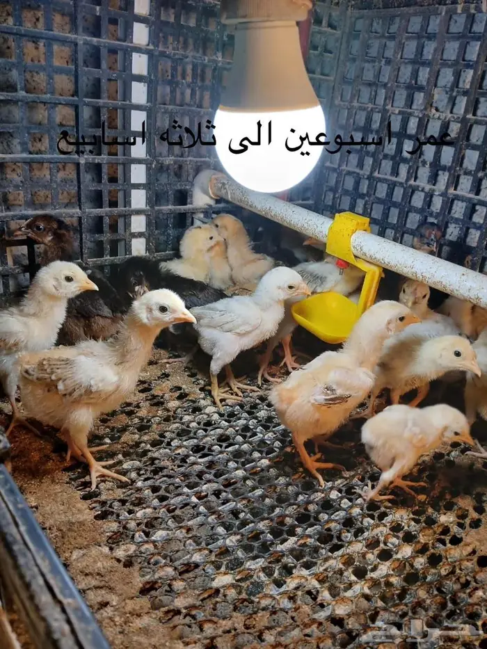 صيصان و فروخ دجاج فرنسي للبيع 2