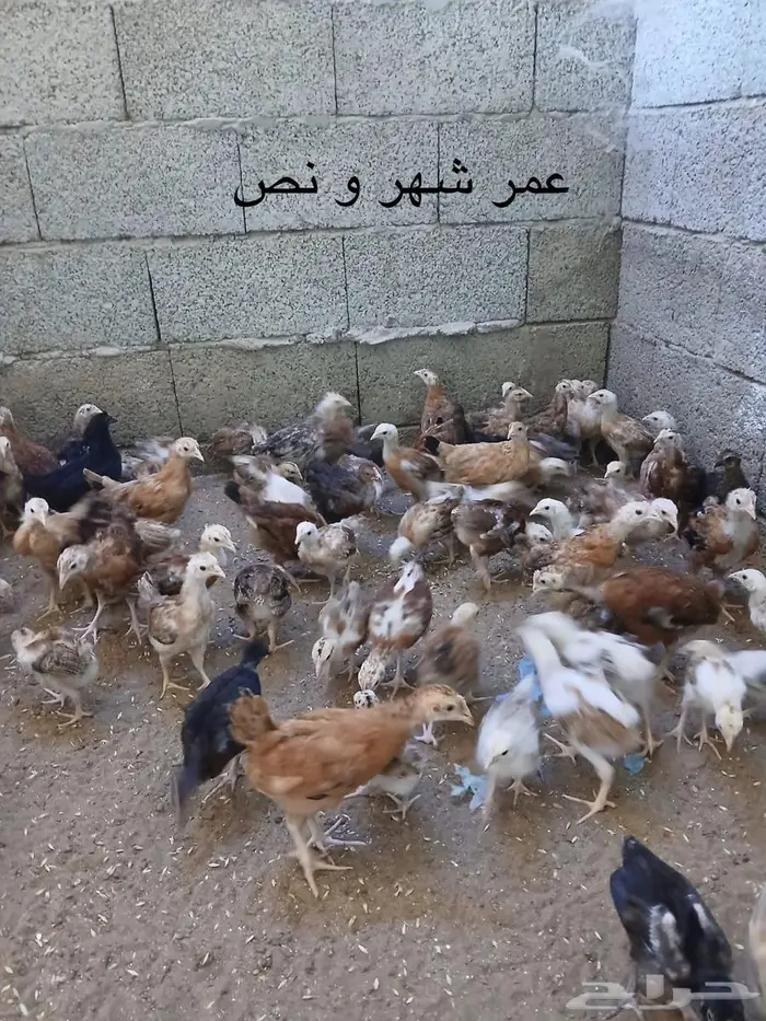 صيصان و فروخ دجاج فرنسي للبيع 3