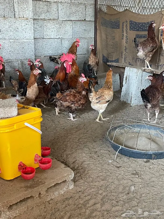 صيصان و فروخ دجاج فرنسي للبيع 7