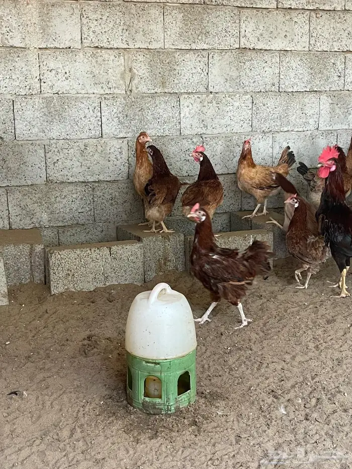 صيصان و فروخ دجاج فرنسي للبيع 9