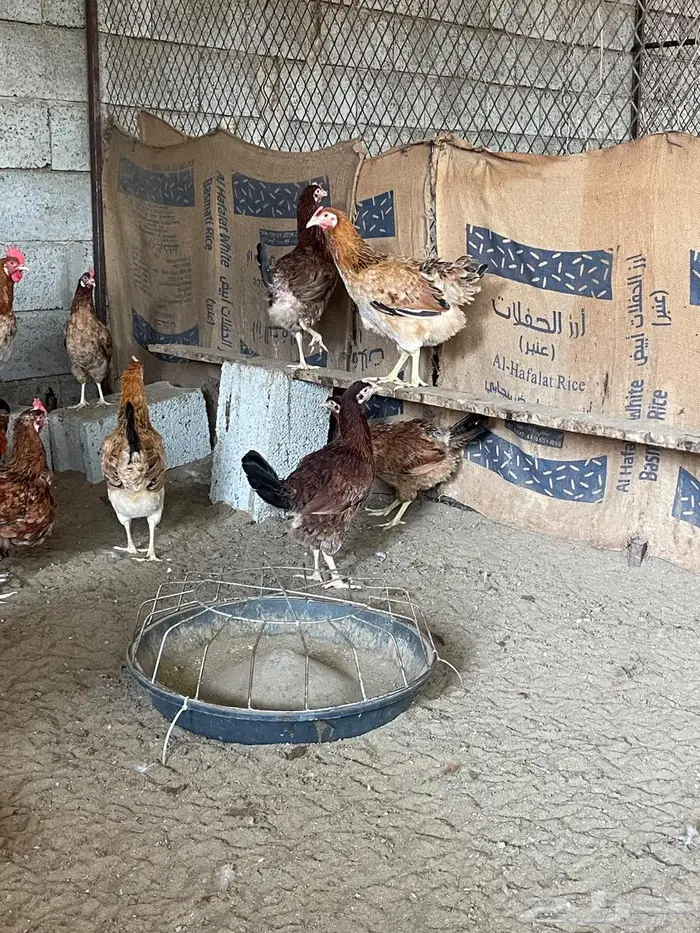 صيصان و فروخ دجاج فرنسي للبيع 10