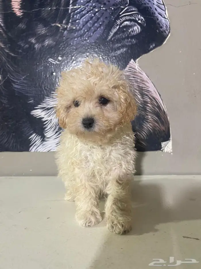 ميني توي بودل 0