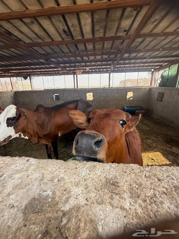 بقر بلدي نظيف 1