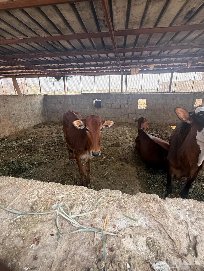 بقر بلدي نظيف 0