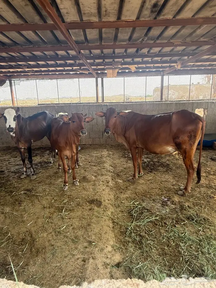 بقر بلدي نظيف 2