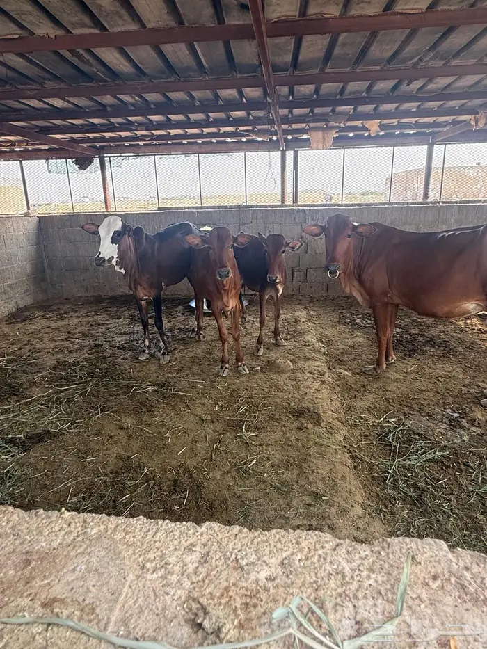 بقر بلدي نظيف 3