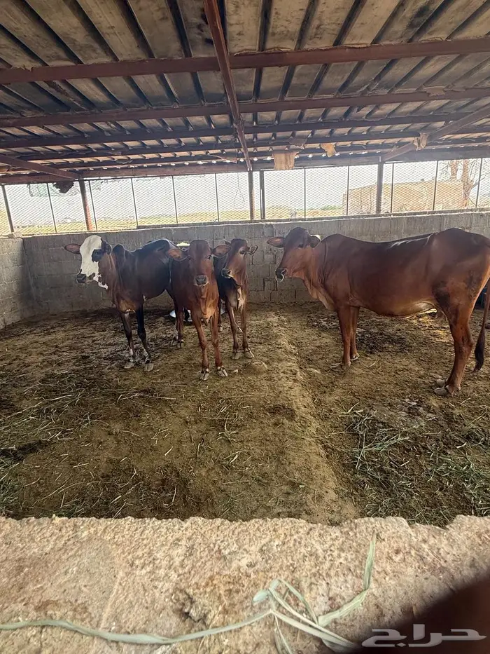 بقر بلدي نظيف 4