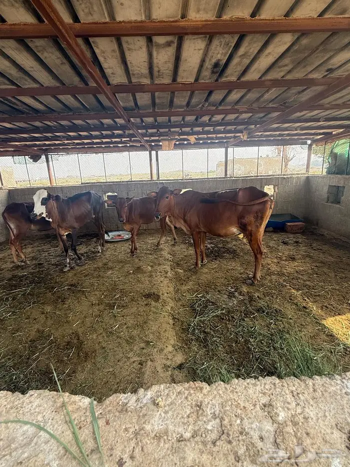 بقر بلدي نظيف 5