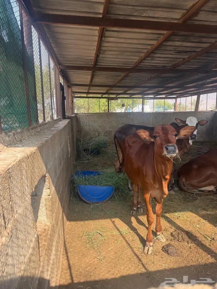 بقر بلدي نظيف 7