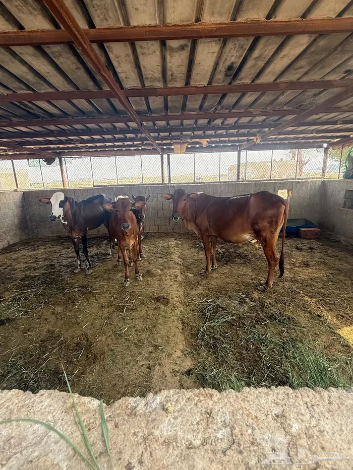 بقر بلدي نظيف 6