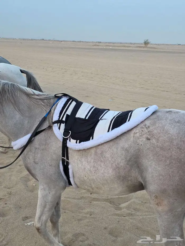 لبادات ركوب خيل جديدة 3