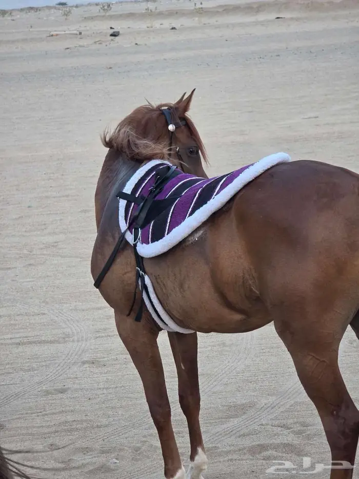 لبادات ركوب خيل جديدة 4