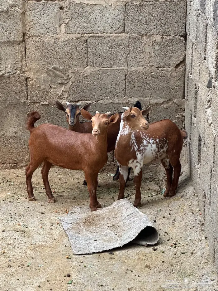 تيوس صغار للبيع 0