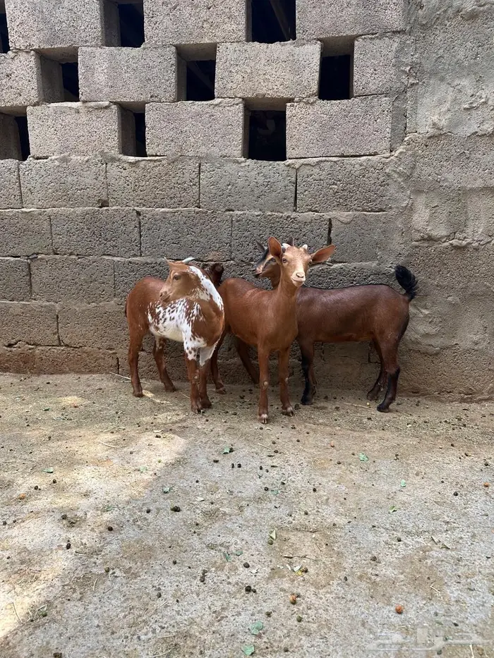 تيوس صغار للبيع 1