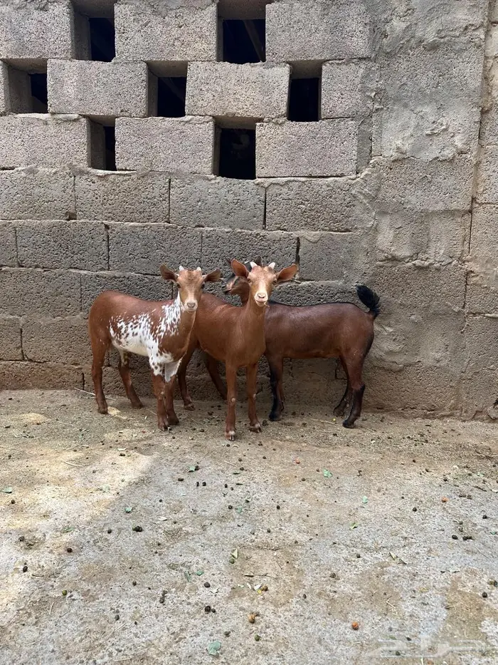 تيوس صغار للبيع 2