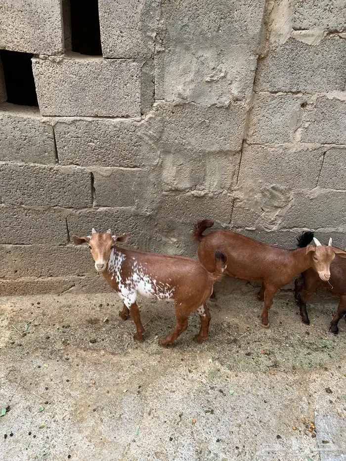 تيوس صغار للبيع 3