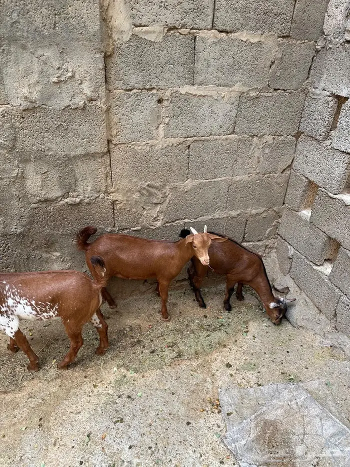 تيوس صغار للبيع 4