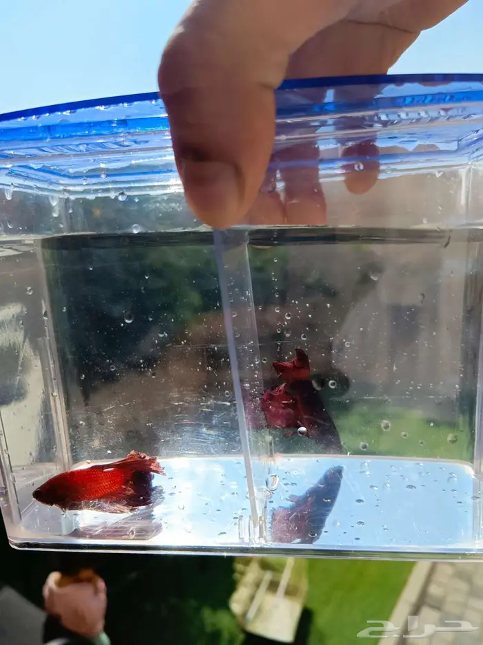 للبيع اقفاص طيور وسمك الفايتر ودنابل 4