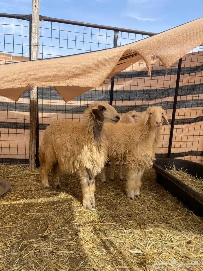 للبيع 3رخال جذعات 0