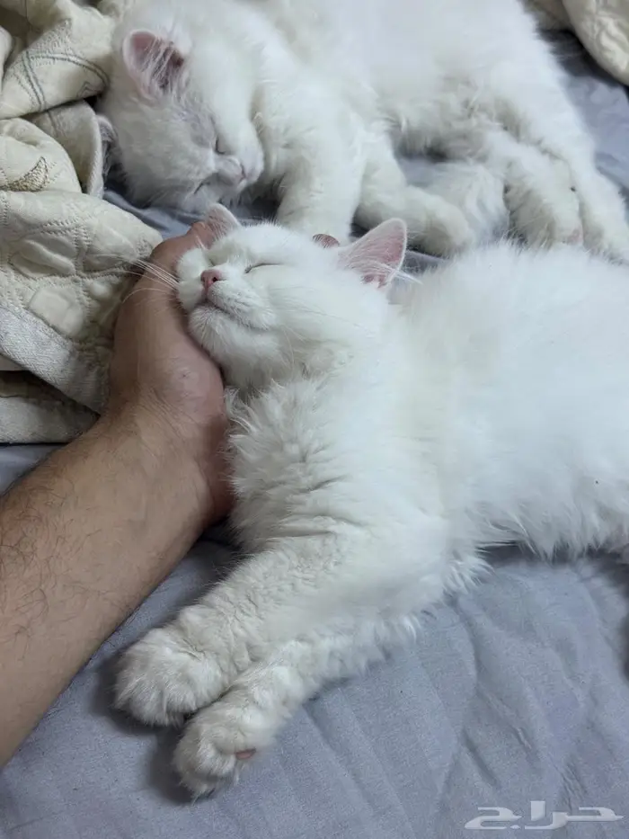 قط شيرازي 4 شهور مميز 1