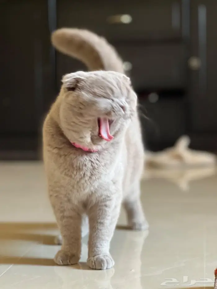 سكوتش دبل فولد 3