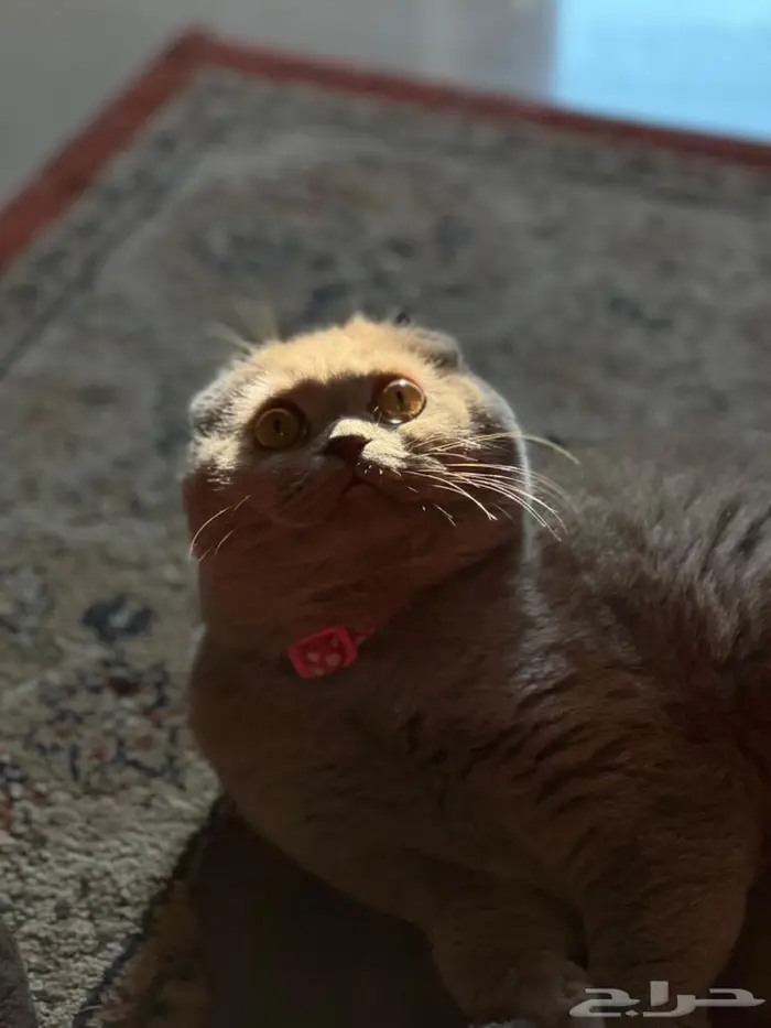 سكوتش دبل فولد 2