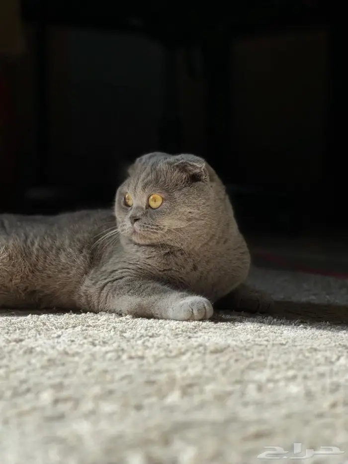 سكوتش دبل فولد 7