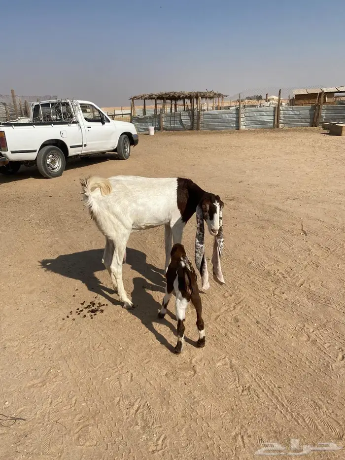 تم البيع للبيع عنز مشروكه 3