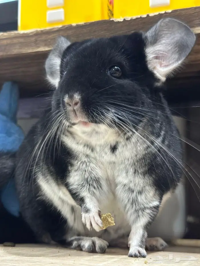 شانشيلا بلاك وايت 1